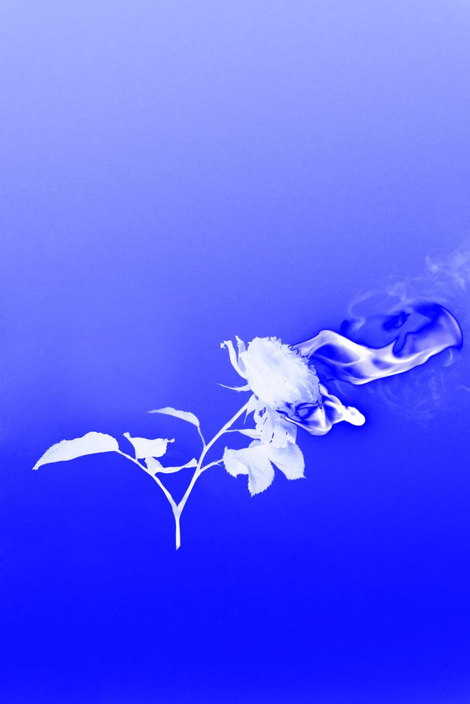 2022-festival-fleur Photo d'une fleur qui brûle. L'affiche du festival FAME 2022.